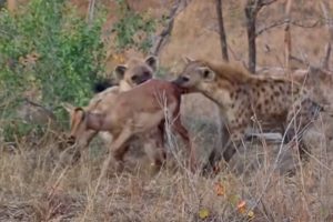 Hungry Hyenas Attack and Steal Prey of Leopard - Animal Fighting | ATP Earth