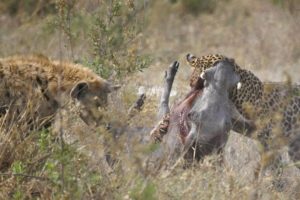 Hyena vs Leopard Attack Warthog Together - Animal Fighting | ATP Earth