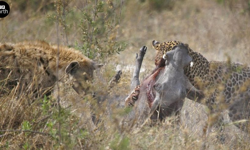 Hyena vs Leopard Attack Warthog Together - Animal Fighting | ATP Earth