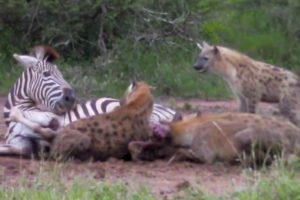 Hyenas Attack and Eat Zebra, Wildebeest and Kudu - Animal Fighting | ATP Earth