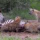 Hyenas Attack and Eat Zebra, Wildebeest and Kudu - Animal Fighting | ATP Earth