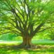 I met my Father under a big tree during my Near Death Experience | NDE