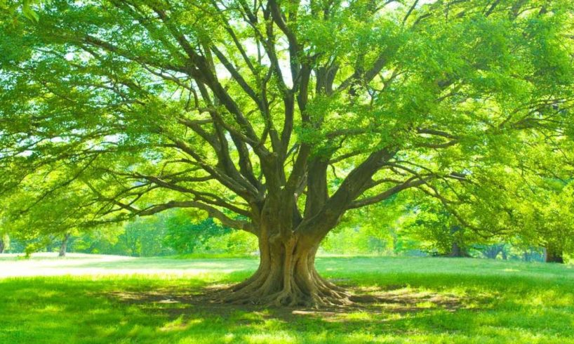 I met my Father under a big tree during my Near Death Experience | NDE