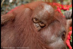 IAR March 2013 Orangutan Rescues