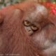IAR March 2013 Orangutan Rescues