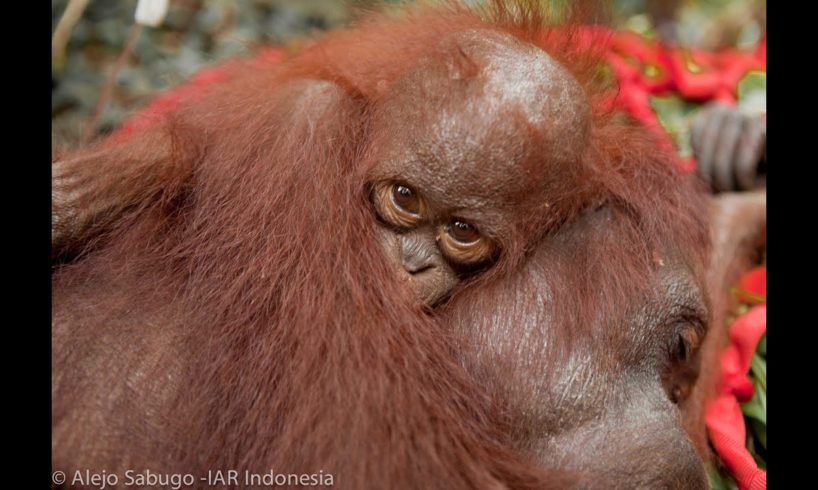 IAR March 2013 Orangutan Rescues