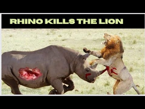 INCREDIBLE ANIMAL FIGHTS THE RHINO KILLS THE LION