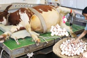 Incredible #Ukraine Farm Animal Rescue Modern Cow Milking Pretty Girl Farming Hoof Cure Chicken ❤ 🇺🇦