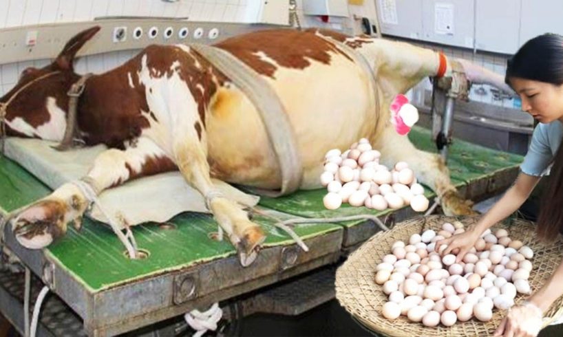Incredible #Ukraine Farm Animal Rescue Modern Cow Milking Pretty Girl Farming Hoof Cure Chicken ❤ 🇺🇦