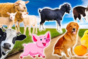 Interesting family animals, farm animals: Dog, cat, cow, duck, sheep - animal sounds