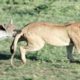It Died After Just One Punch! Animal Fights Caught on Camera