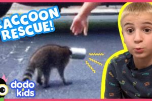 It Takes A Whole Neighborhood To Rescue This Raccoon's Head From A Can | Rescued! | Dodo Kids
