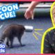 It Takes A Whole Neighborhood To Rescue This Raccoon's Head From A Can | Rescued! | Dodo Kids