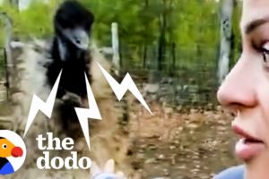 Karen The Hissing Emu Learns To Cuddle | The Dodo