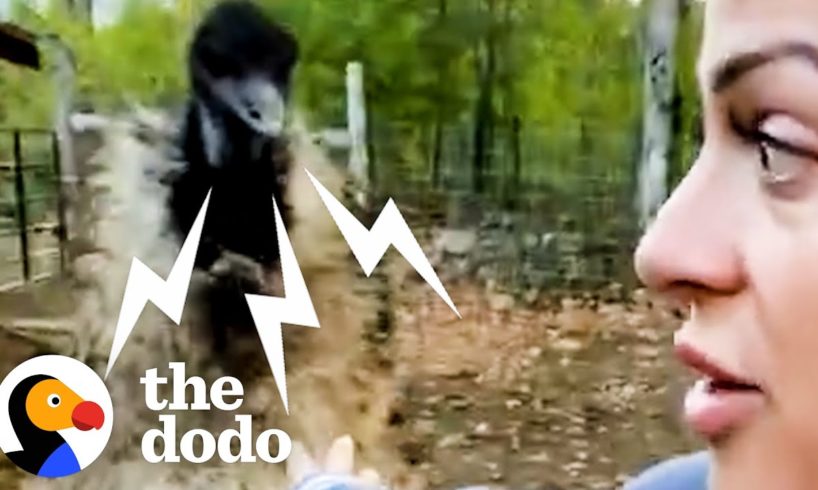 Karen The Hissing Emu Learns To Cuddle | The Dodo