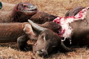 Komodo Attack And Eat Buffalo Meat - Wild Animals Fighting