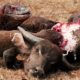 Komodo Attack And Eat Buffalo Meat - Wild Animals Fighting