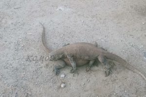 Komodo Dragon Fight To Death