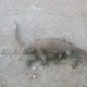 Komodo Dragon Fight To Death