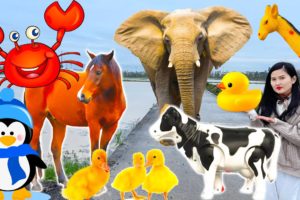 Learn the fun of familiar animals: cows, elephants, horses, ducks, chickens, giraffes