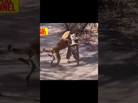 Leopard Vs Dog Fight best scene #short