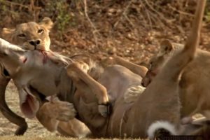 Lion Attack and Eat Antelope - Animal Fighting | ATP Earth