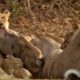 Lion Attack and Eat Antelope - Animal Fighting | ATP Earth