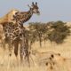 Lion Attack and Eat Giraffe with Baby - Animal Fighting | ATP Earth