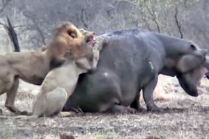 Lion Attack and Eat Hippo Alive - Animal Fighting | ATP Earth