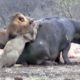 Lion Attack and Eat Hippo Alive - Animal Fighting | ATP Earth