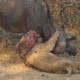Lion killed by Buffalo - Animal Fighting | ATP Earth