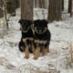 Little Puppies Abandoned in The Forest, Panicking, Shivering, Cold Covered By Snow Waiting For Help