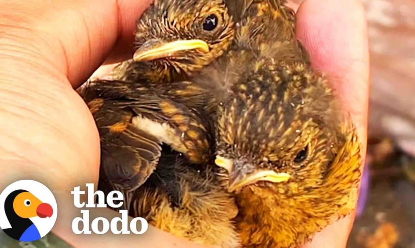 Mama Bird's Eggs Hatch In Guy's Winter Boot | The Dodo