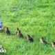 Mama Duck Waits Patiently For Neighbors To Rescue Her Babies | The Dodo