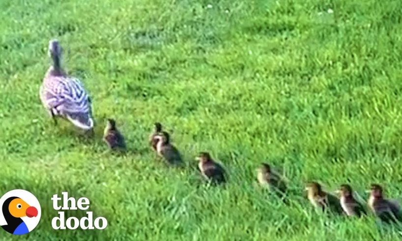 Mama Duck Waits Patiently For Neighbors To Rescue Her Babies | The Dodo