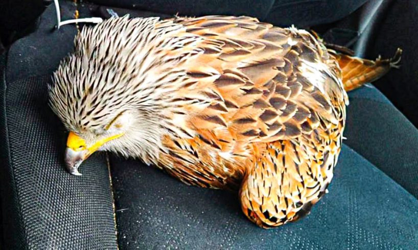 Man Rescues Injured Bird, Now He Probably Wishes He Hadn’t