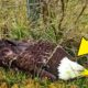 Man Who Rescues Eagle In Danger Uncovers Her Mysterious Past Hundreds Of Miles Away
