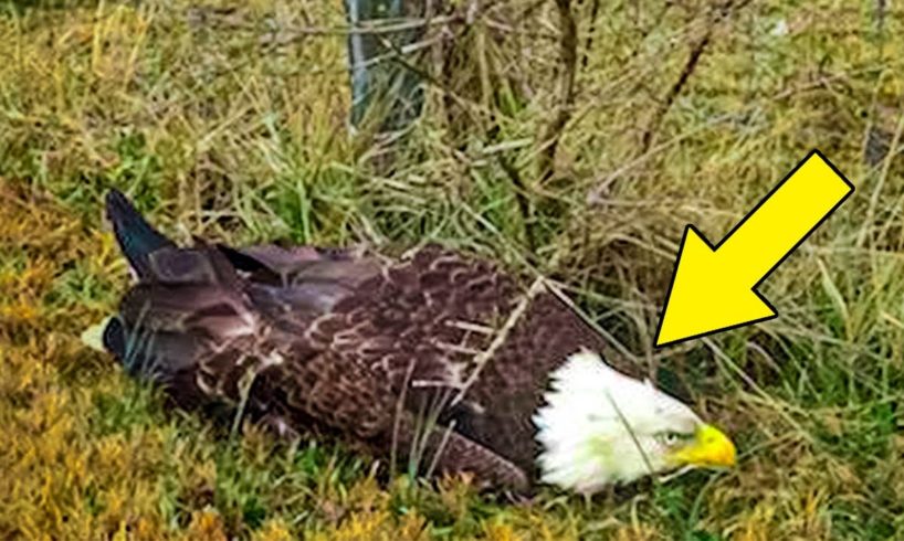Man Who Rescues Eagle In Danger Uncovers Her Mysterious Past Hundreds Of Miles Away