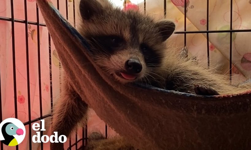 Mapaches Adorables obtienen los "zoomies" cuando regresan a casa en la naturaleza | El Dodo