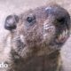 Marmota lleva a su hijo a visitar a su mejor amigo humano | El Dodo