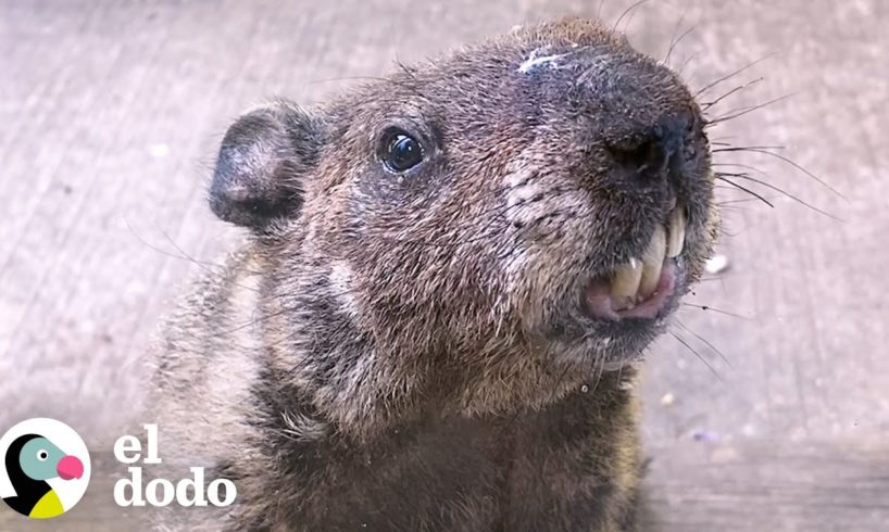 Marmota lleva a su hijo a visitar a su mejor amigo humano | El Dodo