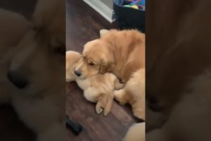 Me and mom sleep 😴  😍 Cutest puppies #shorts