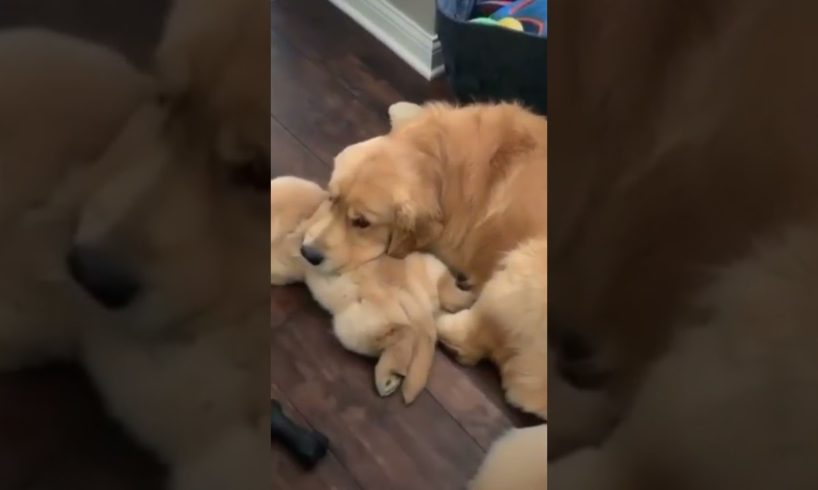 Me and mom sleep 😴  😍 Cutest puppies #shorts