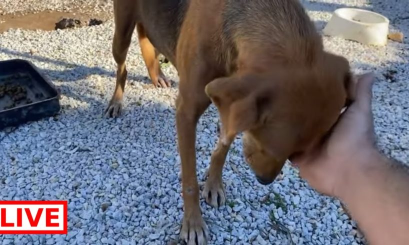 Miracles family 😍 one year I was trying to find this lovely mother ! - Takis Shelter