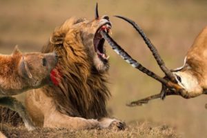 Moments Impala And Hyena Against Most Brutal Predator In Animal History