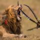 Moments Impala And Hyena Against Most Brutal Predator In Animal History