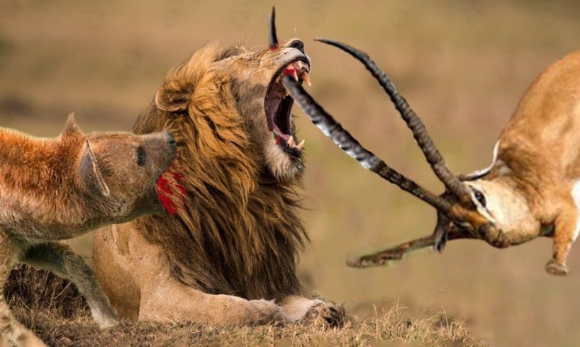 Moments Impala And Hyena Against Most Brutal Predator In Animal History