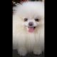 Most Beautiful Animals | We enjoy playing with the dogs a lot. || #Shorts