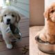 Most Cutest Puppies In The World 2022 | Cute Puppy Doing Cute Things