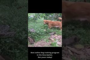 Mother dog rescues cubs from python attack